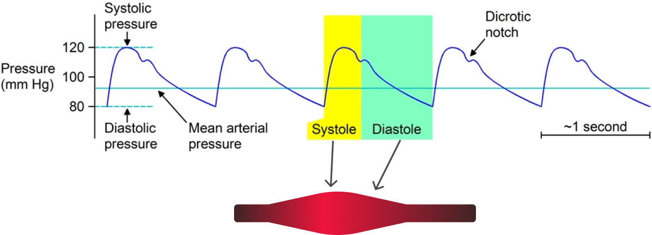 systole-diastole.png
