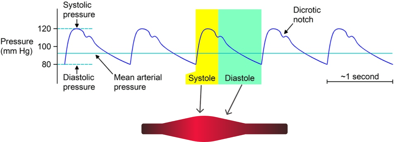systole_diastole